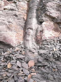 La Forêt fossile - La Grand Combe